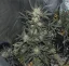 Fast Buds Cannabis Seeds Girl Scout Cookies Auto