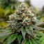 Royal Queen Seeds Cannabis Seeds Euphoria Feminized (High CBD)