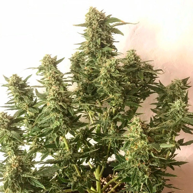Silent Seeds Cannabis Seeds Moby Dick Auto Feminized