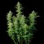 Royal Queen Seeds Cannabis Seeds Northern Light Auto