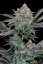 Fast Buds Cannabis Seeds Gorilla Cookies FF