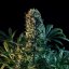 Royal Queen Seeds Cannabis Seeds Royal Medic Feminized (augsts CBD)