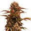 Doctor´s Choice Seeds Purple Ryder Auto Feminized