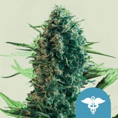 Royal Queen Seeds Semi di Cannabis Royal Medic Femminizzati (Alto CBD)