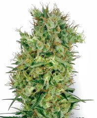 Sensi Seeds Cannabis Seeds Cali Orange Bud Regular by White Label, 10 pcs