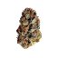 Royal Queen Seeds Cannabis Seeds Dance World Feminized (High CBD)