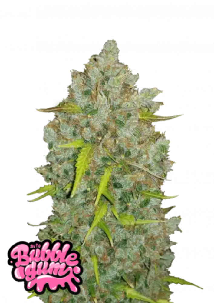 ファストバッズ 大麻種子 バブルガム オート - 個数: 5個