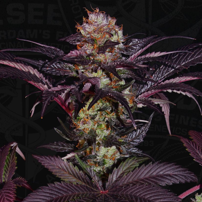 T.H.Seeds™ Cannabis Seeds French Macaron, various pack, feminized