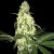 T.H.Seeds™ Cannabis Seeds Afghaniberry,  5+1 Pack limited drop, regular