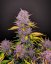 Fast Buds Cannabis Seeds Purple Lemonade Auto