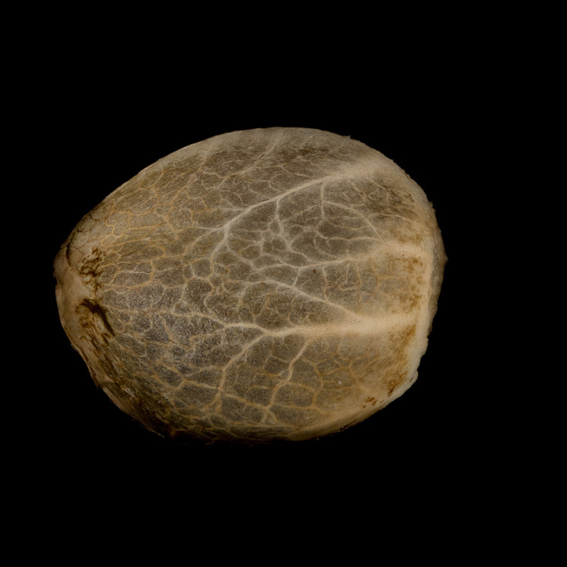 Silent Seeds Cannabis Seeds Critical + 2.0 Auto Feminized