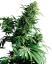 Sensi Seeds Cannabis Shiva Shanti® Regular, 10 gab