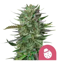 Royal Queen Seeds Kanapių sėklos Do-si-dos moteriškos