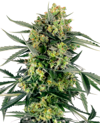 Sensi Seeds Cannabis Seeds Blueberry Zkittlez Automatic Feminized, 3-10 pcs