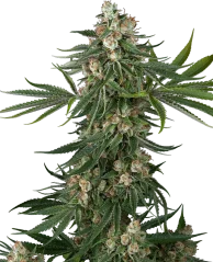 Sensi Seeds Cannabis Seeds Fallout OG Феминизирани