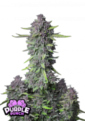 Fast Buds Cannabis Seeds Purple Punch Auto