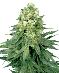Sensi Seeds Cannabis Seeds White Widow Feminized by White Label, 3-10 pcs