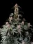 Fast Buds Cannabis Seeds Amnesia Zkittlez Auto
