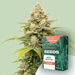 Canntropy Nasiona Auto Zkittles (autokwitnące)