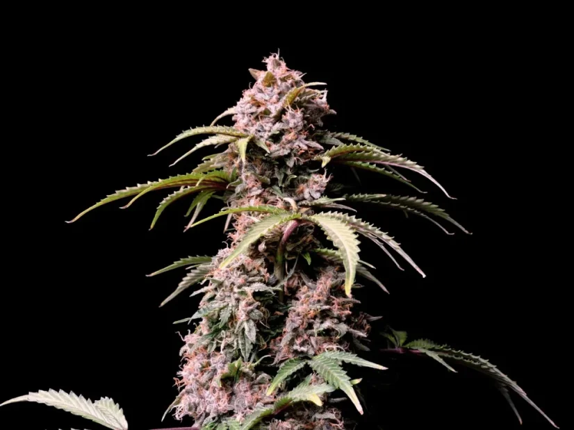 Fast Buds Cannabis Seeds Amnesia Zkittlez Auto