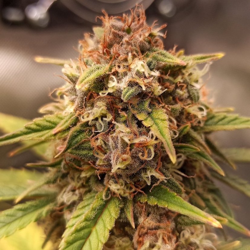 Doctor´s Choice Seeds Purple Ryder Auto Feminized
