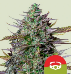 Royal Queen Seeds Kaņepju sēklas GOAT'lato Auto