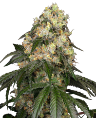 Sensi Seeds Kaņepju sēklas White Biscotti OG XXL Feminized by White Label, 3-10 gab.