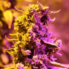 Doctor´s Choice Seeds Doctor's Choice #1 Auto Feminized