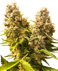 Sensi Seeds Cannabis Seeds Banana Kush Cake Automatic Feminized, 3-10 pcs