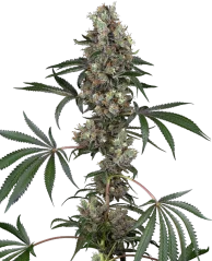 Sensi Seeds Cannabis Seeds Chemberries Feminized