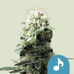 Royal Queen Seeds Semi di Cannabis Dance World Femminizzati (Alto CBD)