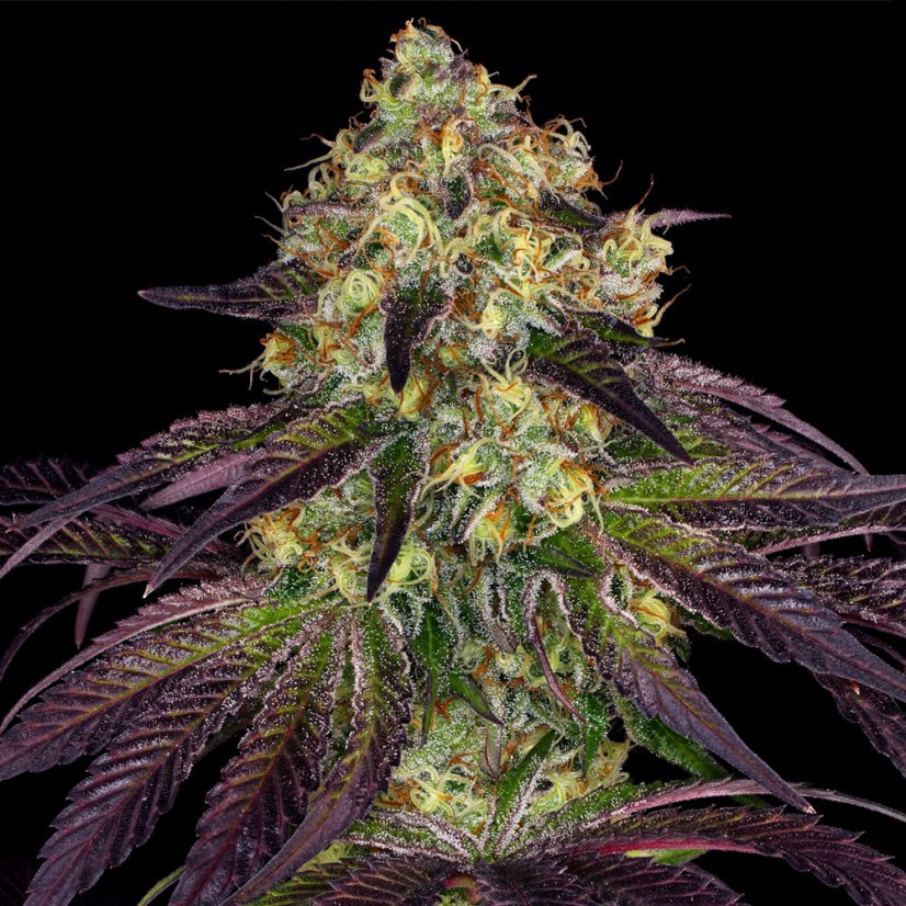 T.H.Seeds™ Cannabis Seeds Stracciatella™, various pack, feminized