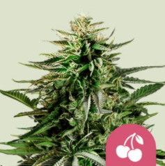 Royal Queen Seeds Feminizēts kaņepju sēklu ķiršu pīrāgs