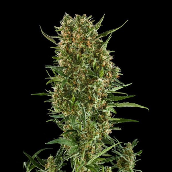 Royal Queen Seeds Cannabis Seeds Royal Critical Auto
