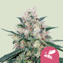Royal Queen Seeds Kaņepju sēklu medus krēms — ātri feminizēts
