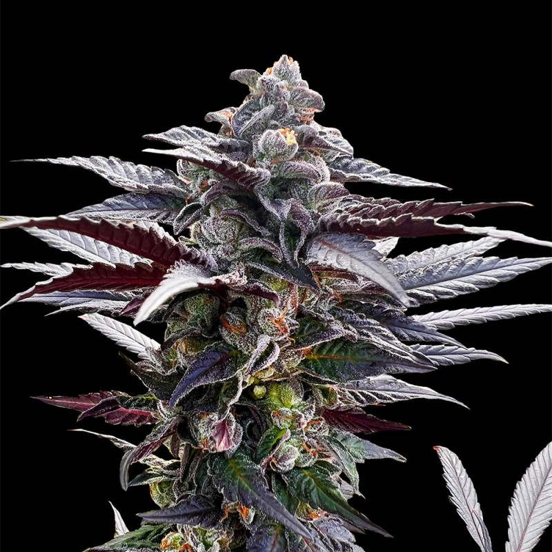 Silent Seeds 大麻種子 ピンクサンセット シャービンスキーズ