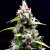 Doctor´s Choice Seeds Sour Puffs  Photo Feminized