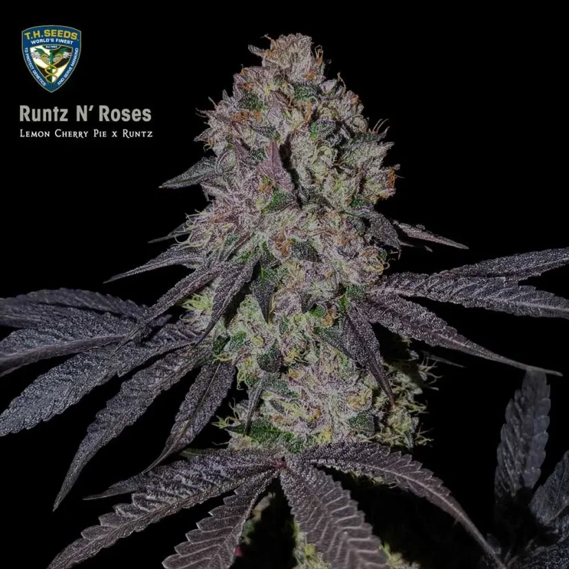 T.H.Seeds™ Cannabis Seeds Runtz N' Roses, various pack, feminized
