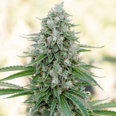 Silent Seeds Classic Cannabis Seeds Critical Mango Feminized