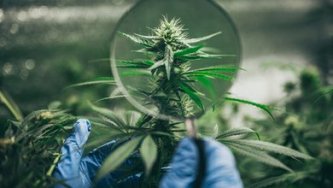 What is the future of the CBD industry?