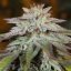 Silent Seeds Kaņepju sēklas LA Vanilla Cake Auto Feminized