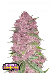 Fast Buds Cannabis Seeds Purple Lemonade Auto