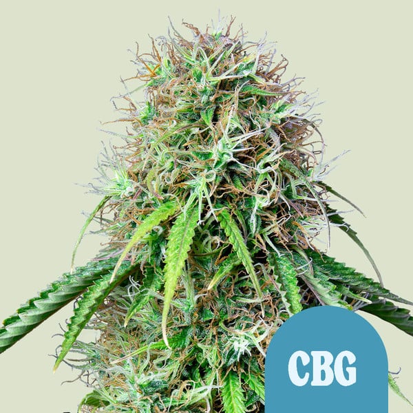 Royal Queen Seeds Cannabis Seeds Royal CBG Auto (augsts CBD)