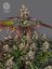 The Bulldog Seeds The Bulldog Gelato 17 Feminized, 3 and 5 pcs