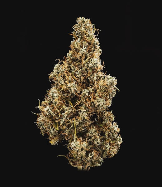 Royal Queen Seeds Cannabis Seeds Mimosa Auto