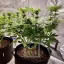 Blimburn Seeds Cannabis Seeds Girl Scout Cookies Feminized