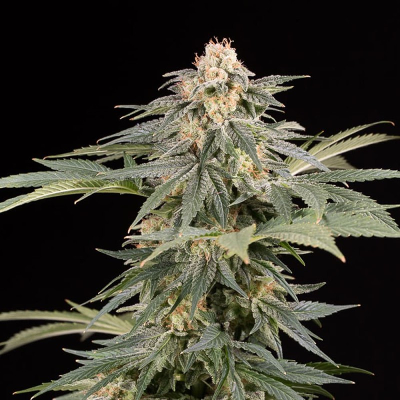 Silent Seeds Cannabis Seeds Lemon Tree Fast By Lemon Tree Feminized