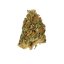 Royal Queen Seeds Cannabis Seeds Northern Light feminizēts