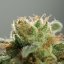 Silent Seeds Cannabis Seeds Lemon Tree Fast By Lemon Tree Feminized