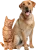 Le CBD Pour les animaux de compagnie